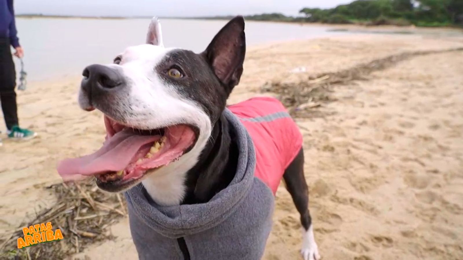 Osiris, un perro olvidado por su condición de peligroso que ha conseguido un hogar