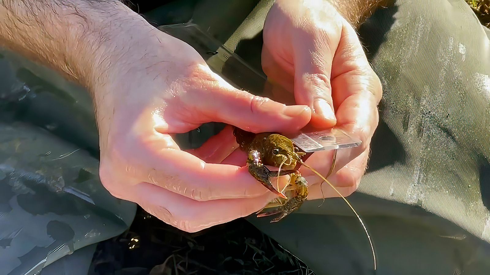 El serio declive de la fauna fluvial autóctona