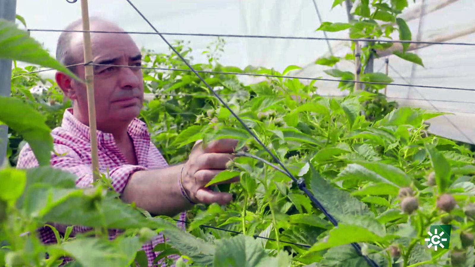 Fran Barroso tiene una plantación de kiwiberry en Huelva