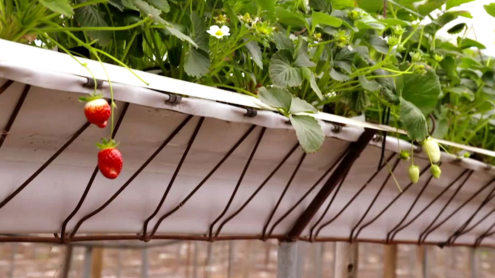 La exclusiva variedad de fresas 'Dream' y las propiedades de este rico fruto rojo