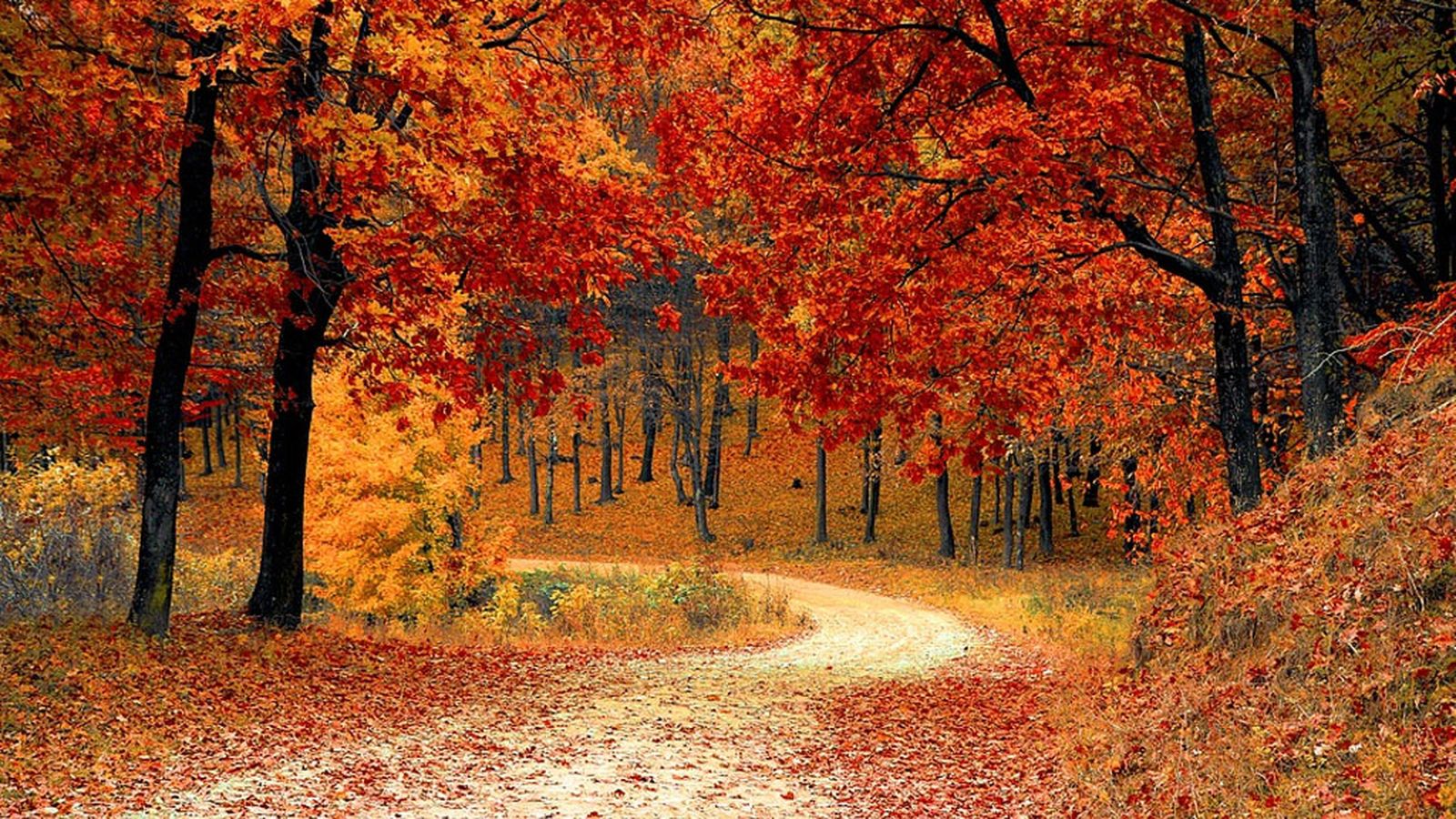 Tapa Otoño