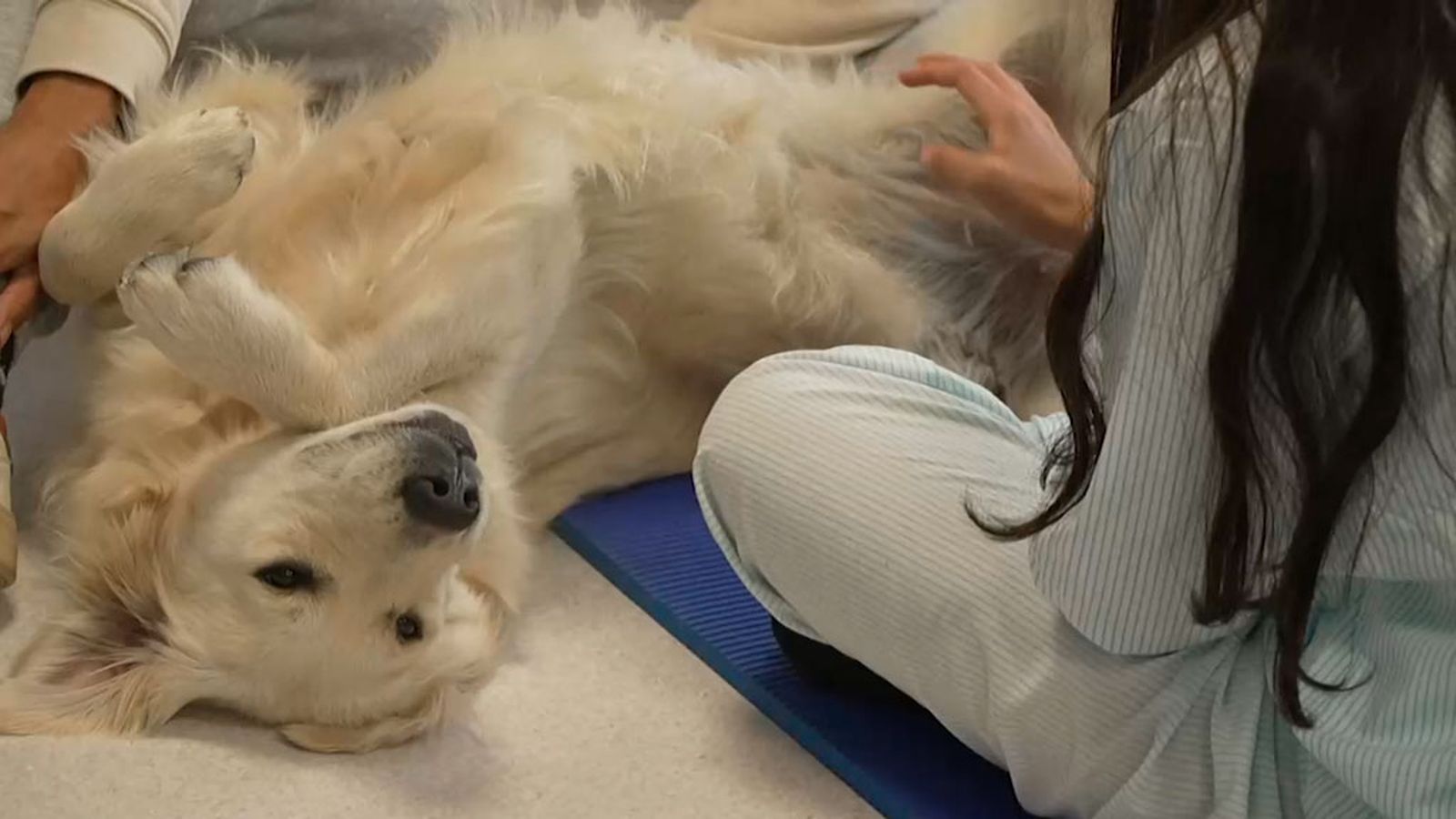 'Cora', una golden retriever que desarrolla terapias de salud mental con jóvenes