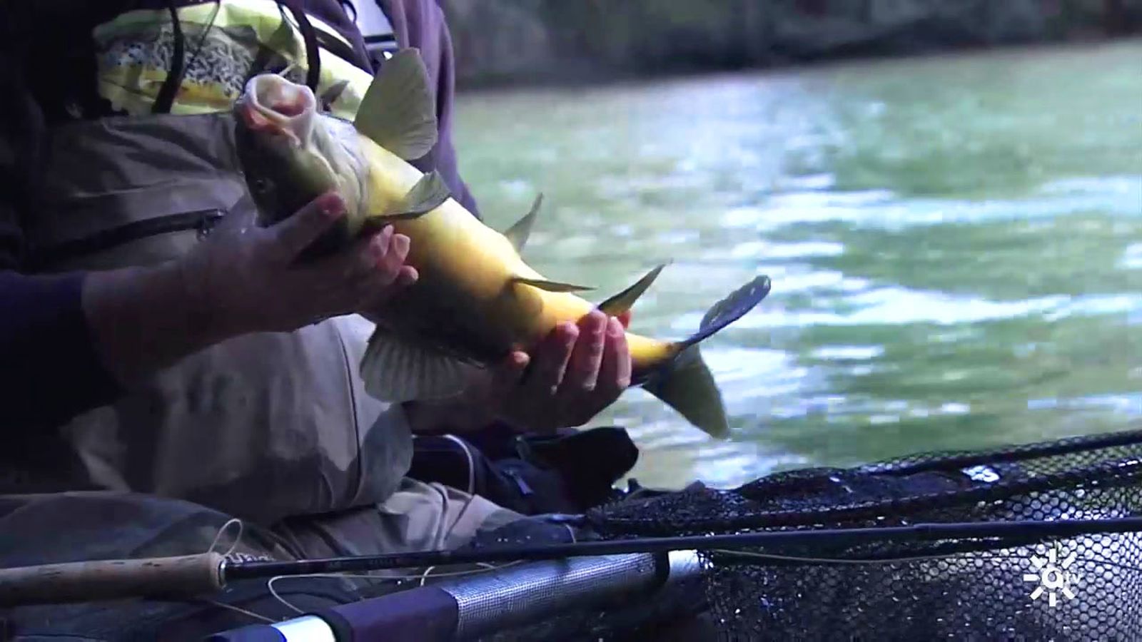 La agradecida pesca del barbo en las cercanías de la desembocadura de un río