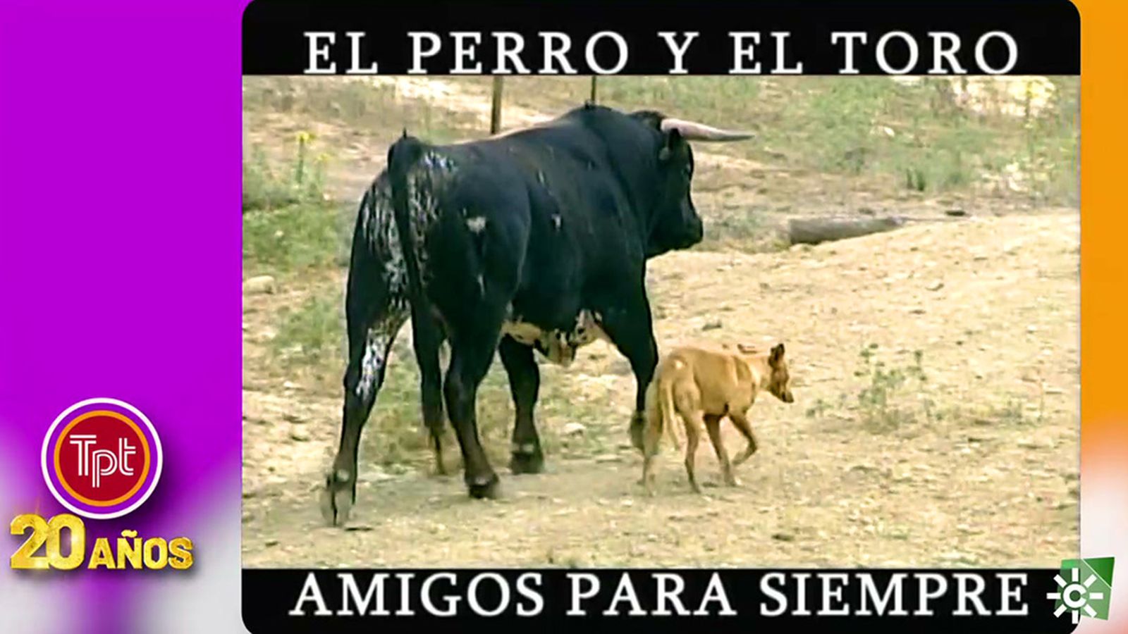 Comprobamos en el campo que el toro bravo y el perro pueden ser amigos inseparables