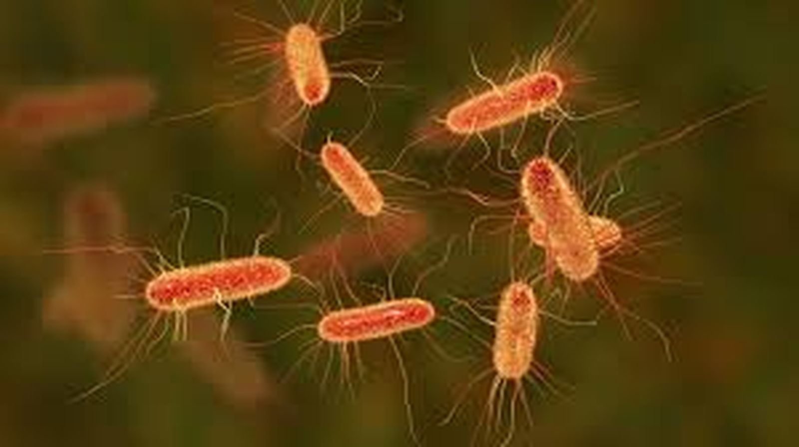 bacterias