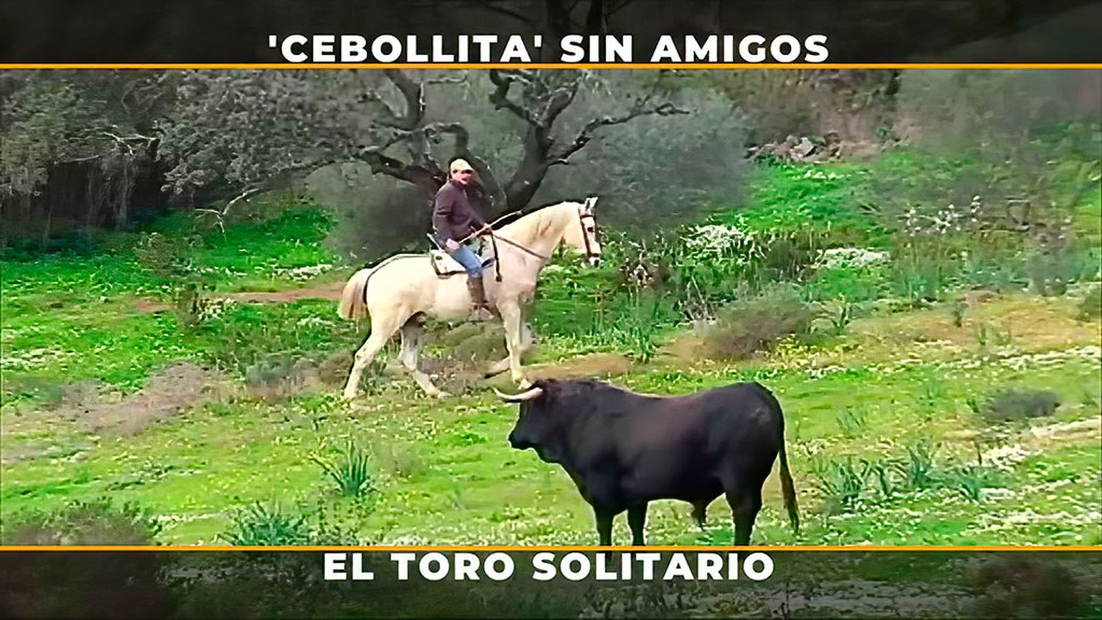 Cebollita, el toro cinqueño que se niega a unirse al grupo