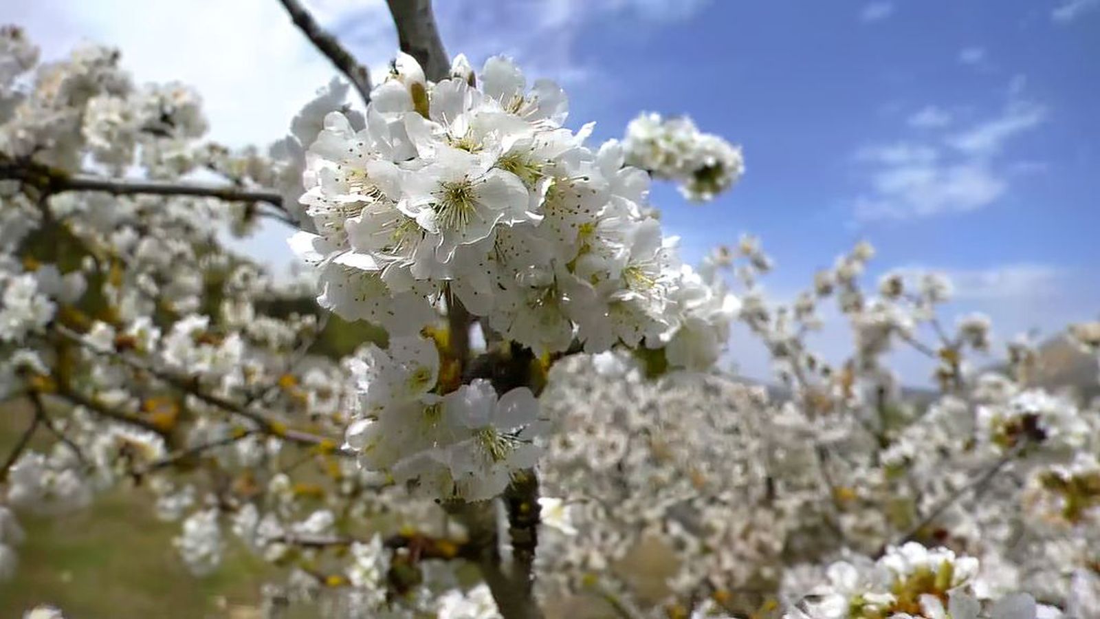 Alfarnate se viste de primavera y florece al más puro estilo japonés