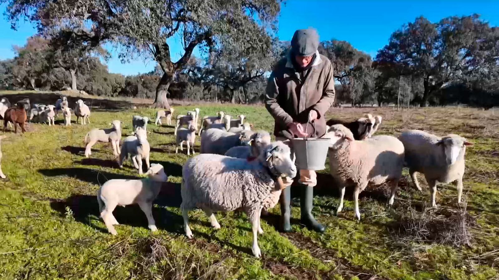 Ovejas merinas para proteger la dehesa