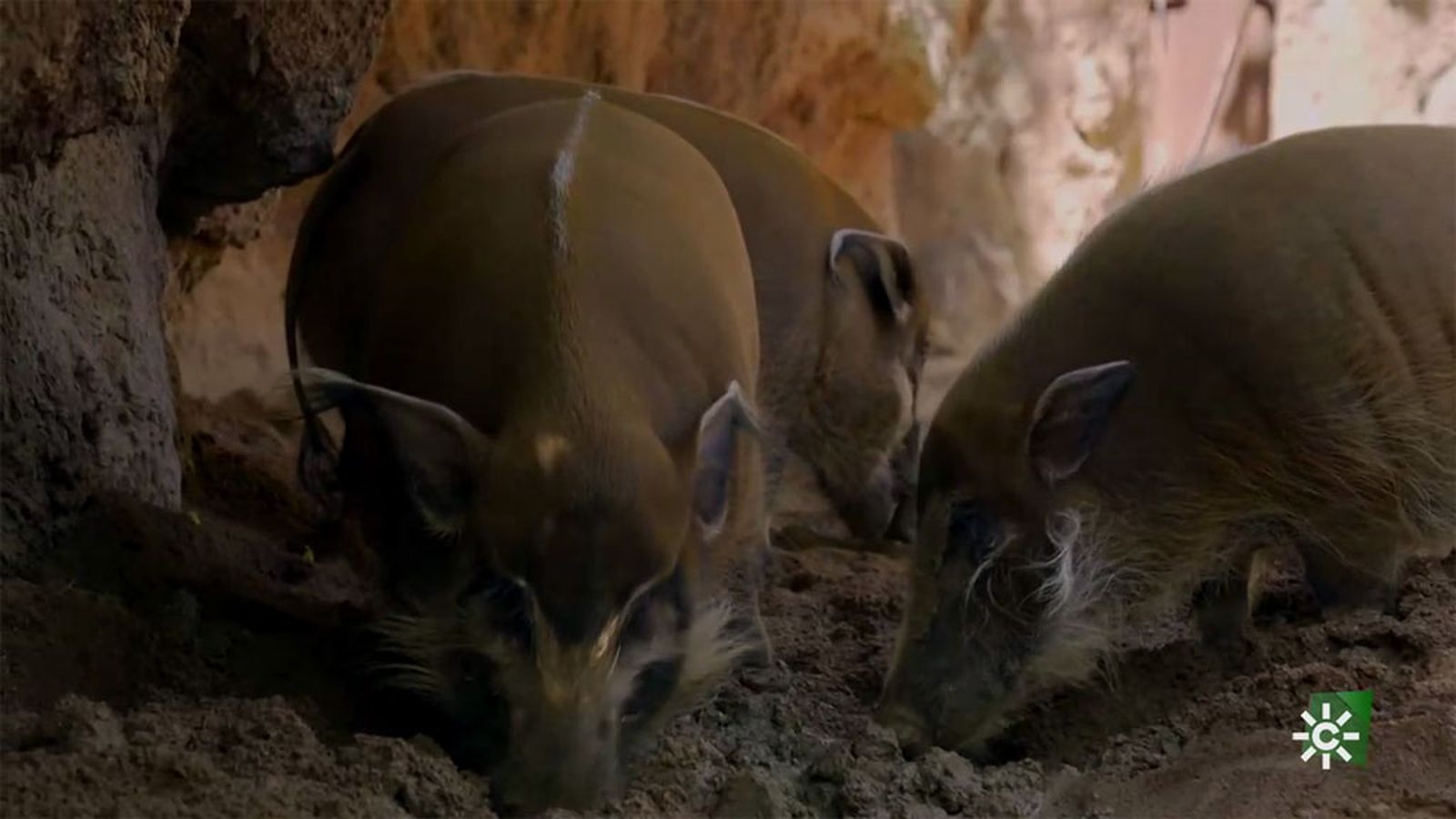 Las hembras de potamoqueros rojos disfrutan de una sesión de barro y spa