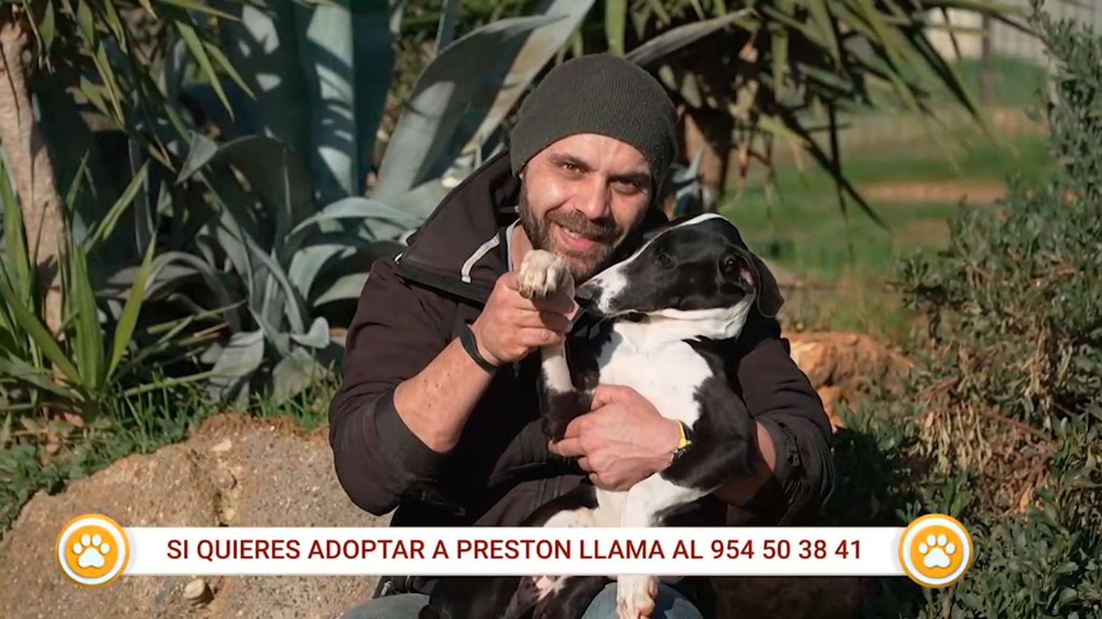 Preston, un cachorro de galgo que busca una familia que le adopte
