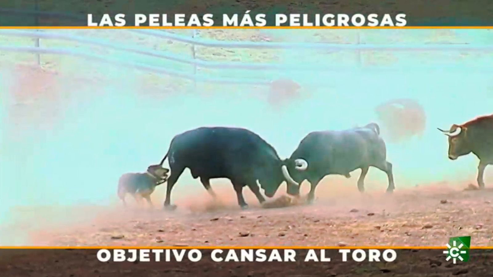 Los toros bravos de Araúz de Robles entrenan duro para evitar peleas peligrosas