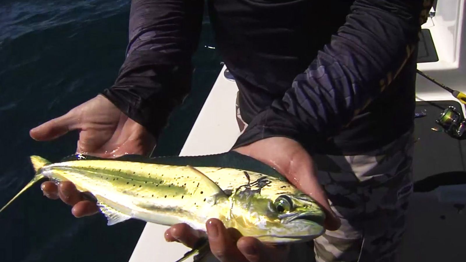 Te enseñamos a pescar llampugas con Paquito Fishing