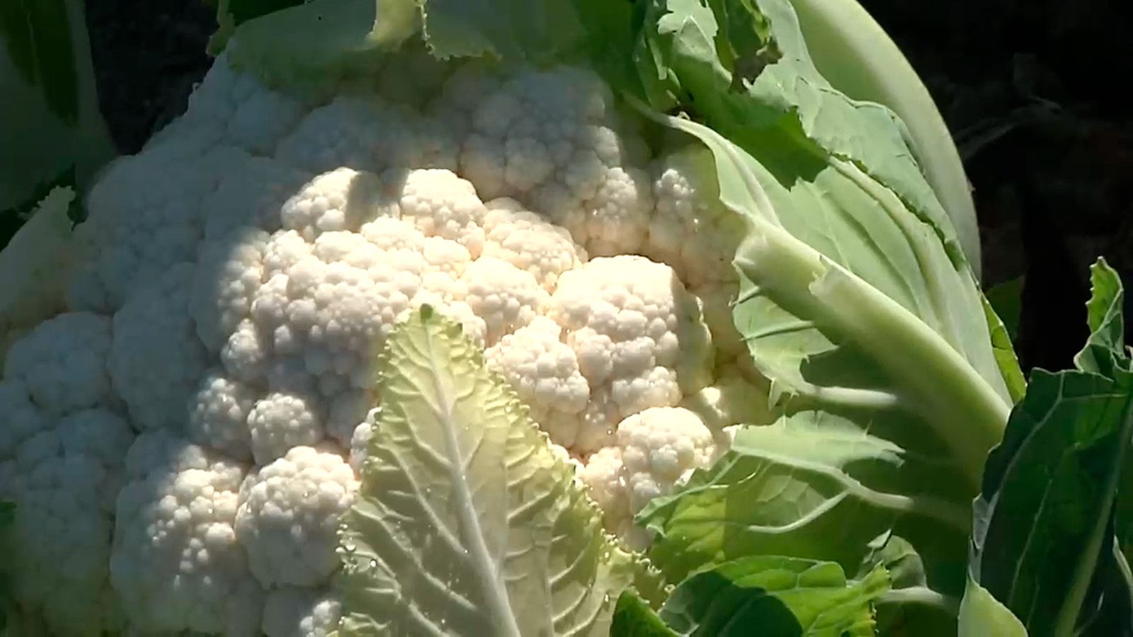 Visitamos una finca de coliflores en el Valle del Guadalquivir
