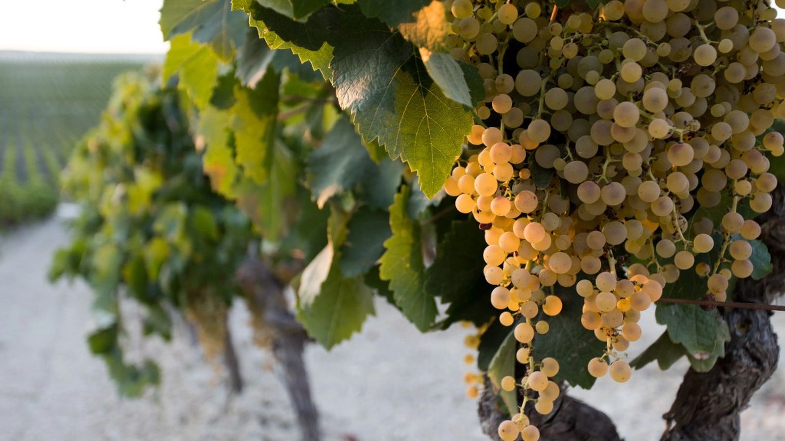 viñedos jerez