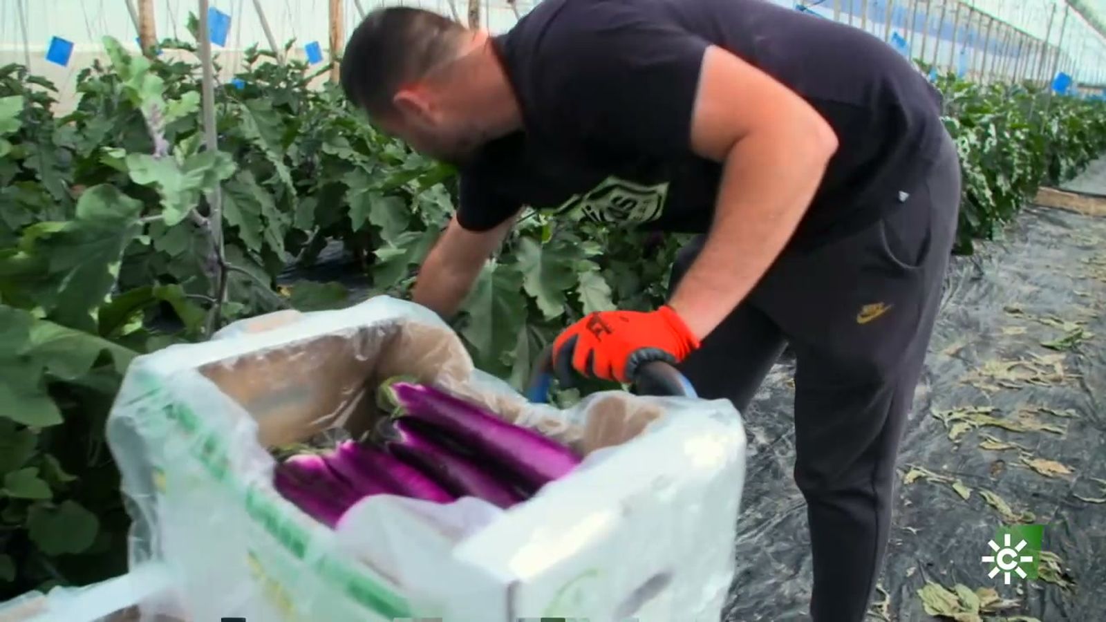 El cultivo de berenjenas exóticas, cada vez más popular en el campo andaluz