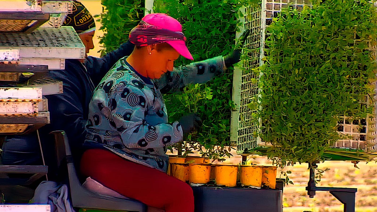 La vuelta del tomate para industria en el Bajo Guadalquivir