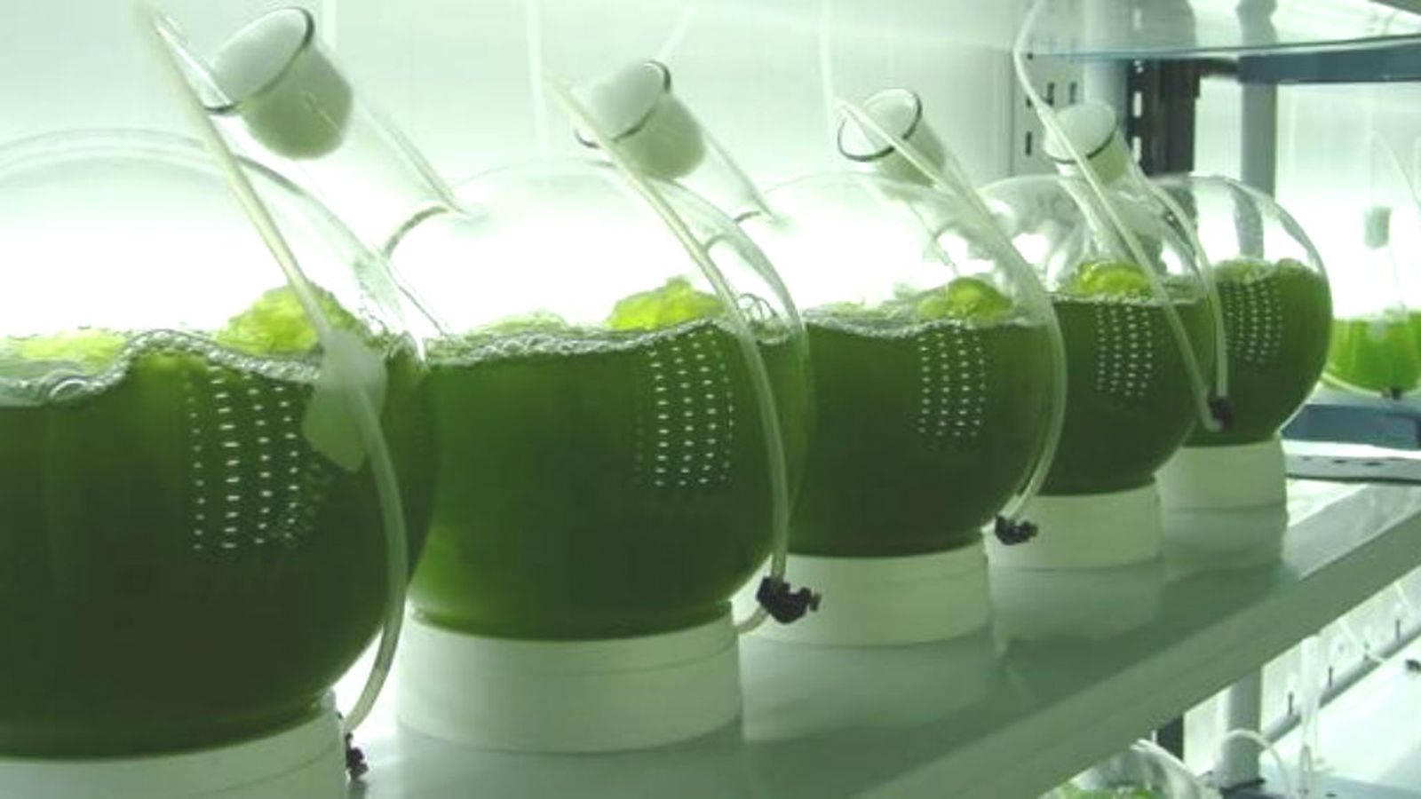 Espacio protegido microalgas