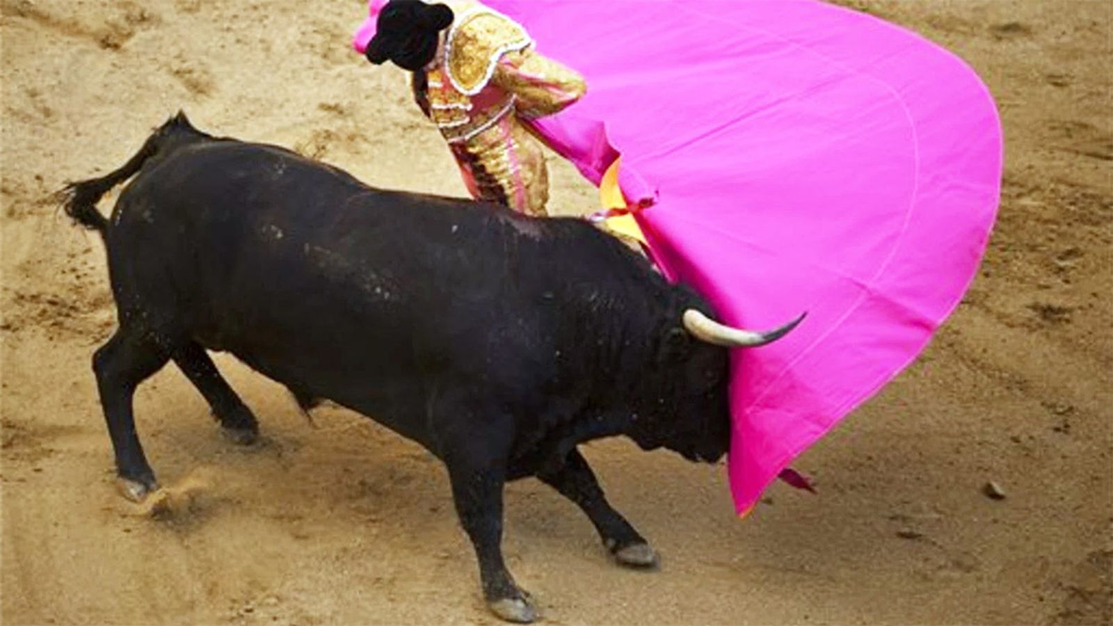 Toros Generica