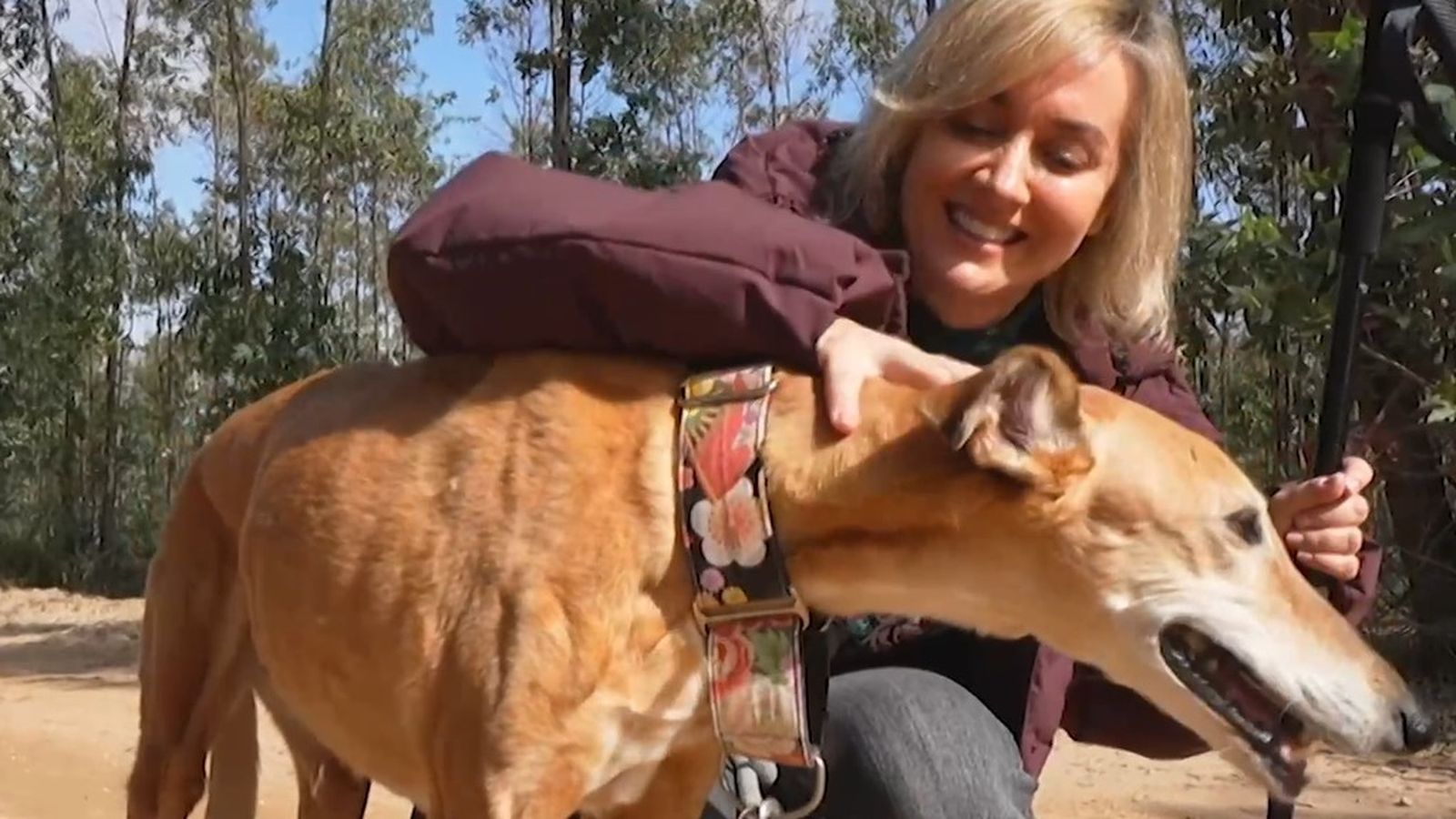 Patas Arriba galgo