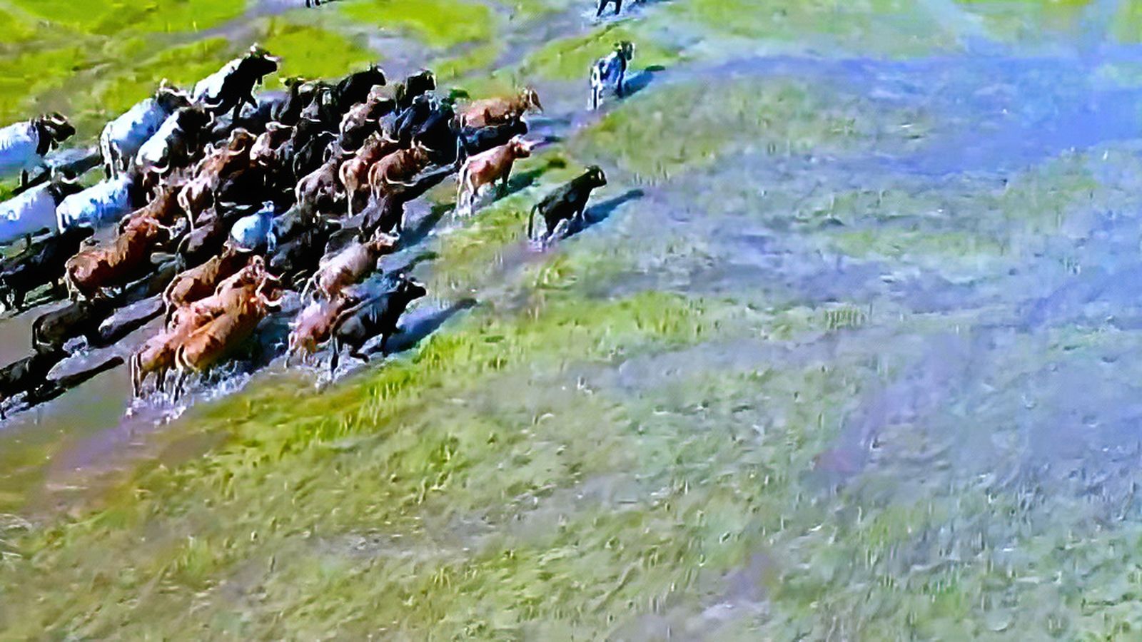 toros para todos vacas lago 1 1024x576
