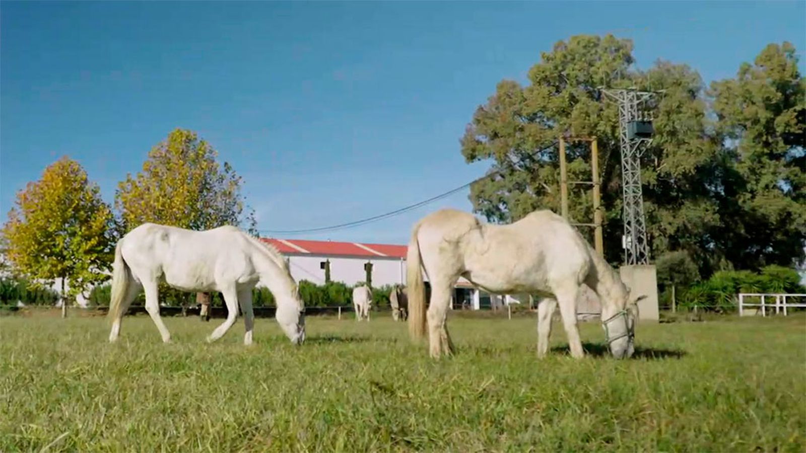 Pupilaje de caballos en libertad, un 'resort' equino que favorece el bienestar del animal