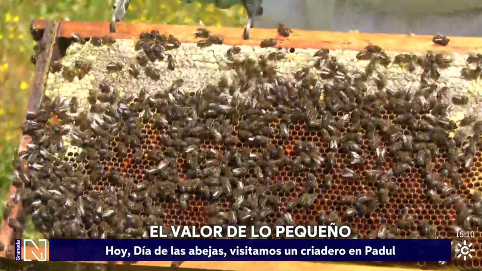 Las abejas, en el centro de nuestra vida
