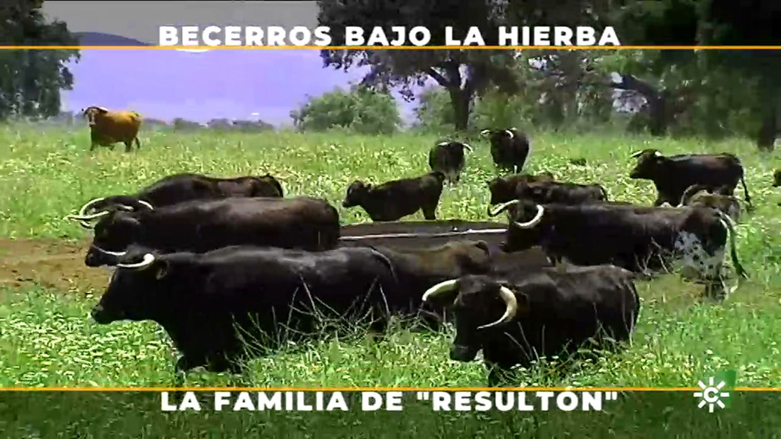 Cómo vive el semental en el campo con toda su familia