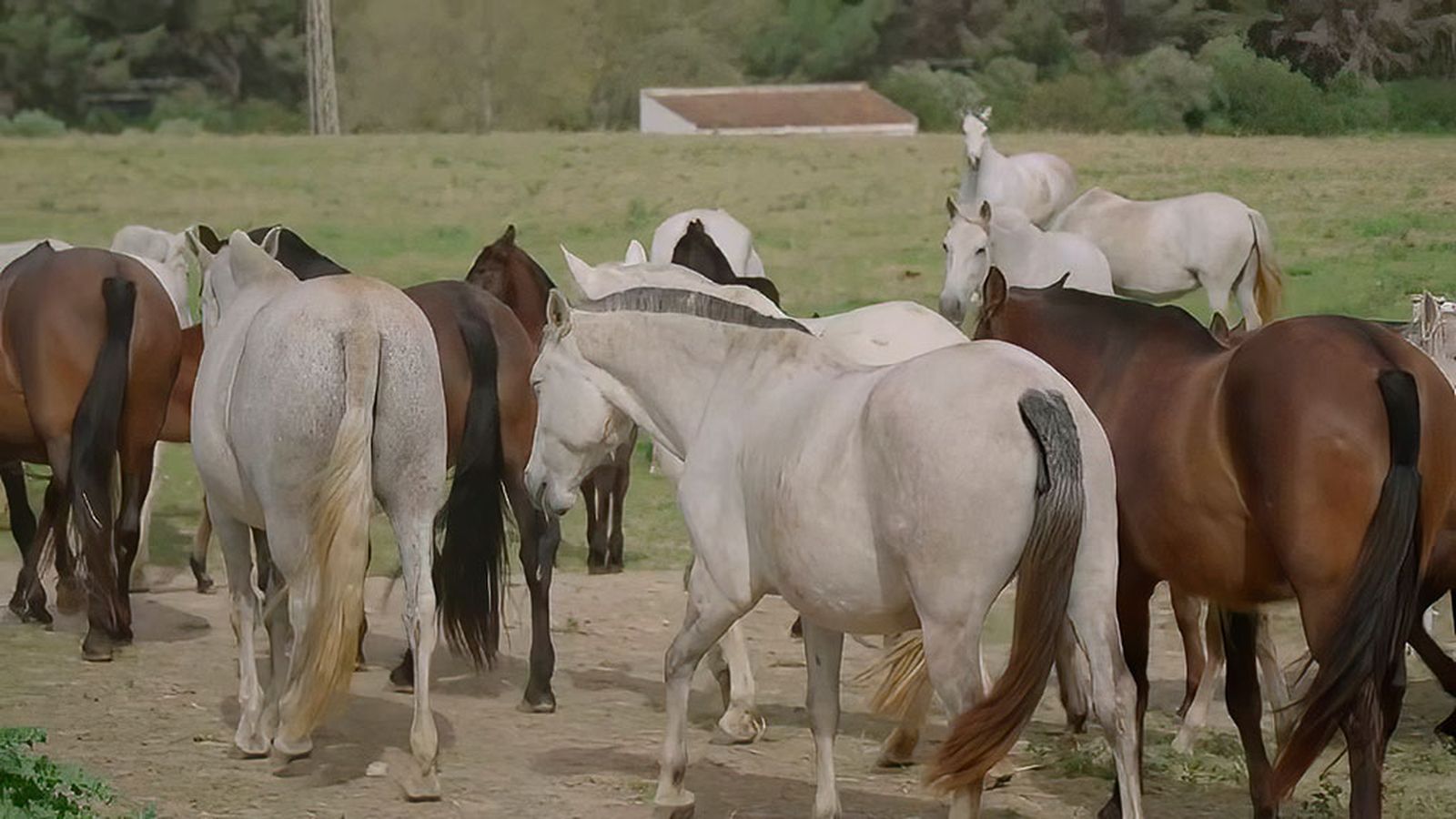 El caballo cartujano, una estirpe con 500 años de historia