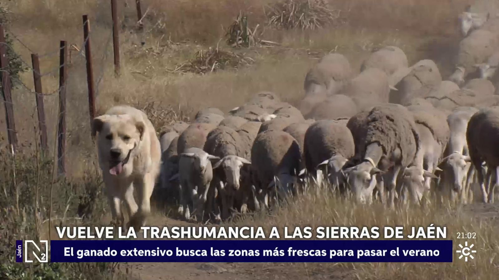 Vuelve la trashumancia a las sierras de Jaén