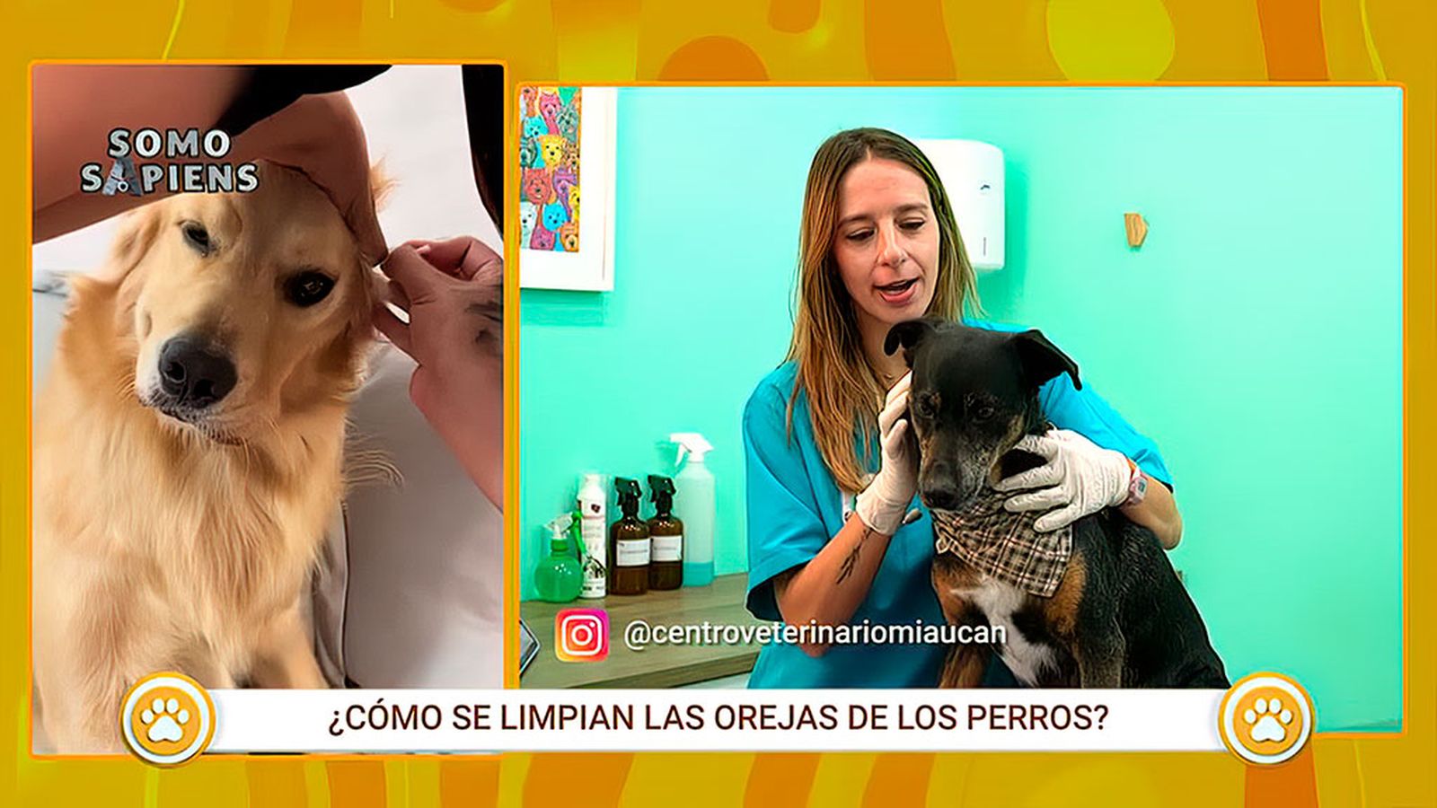 Así es como debes limpiar las orejas a tu perro
