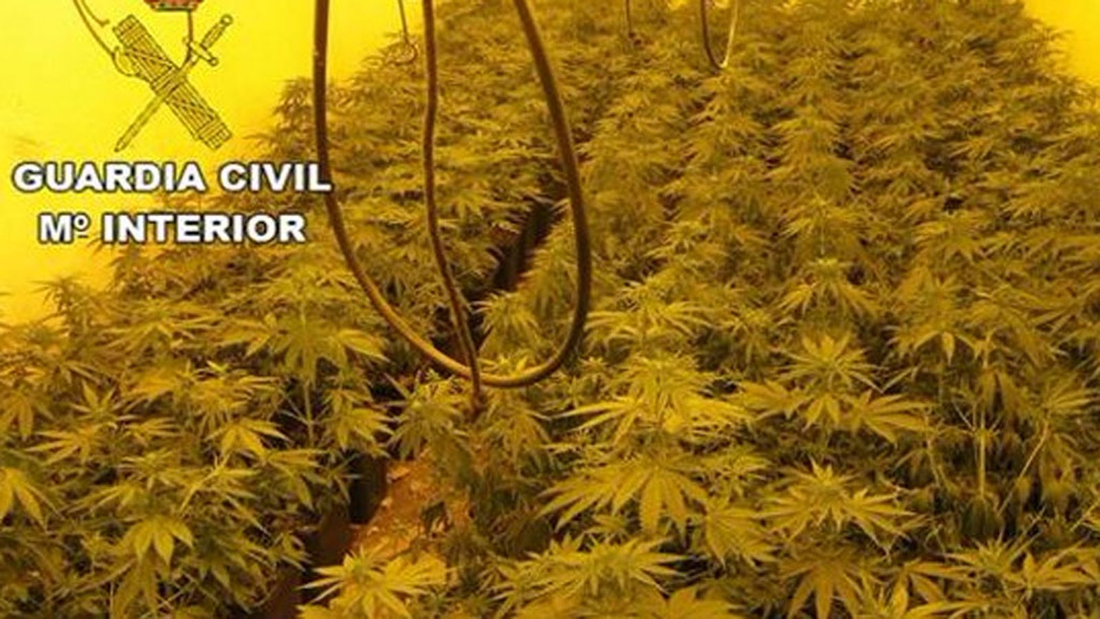 marihuana