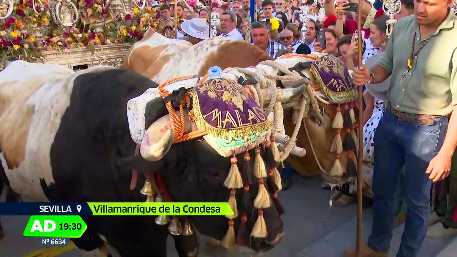 La tradicional 'subida de los bueyes' por los siete escalones