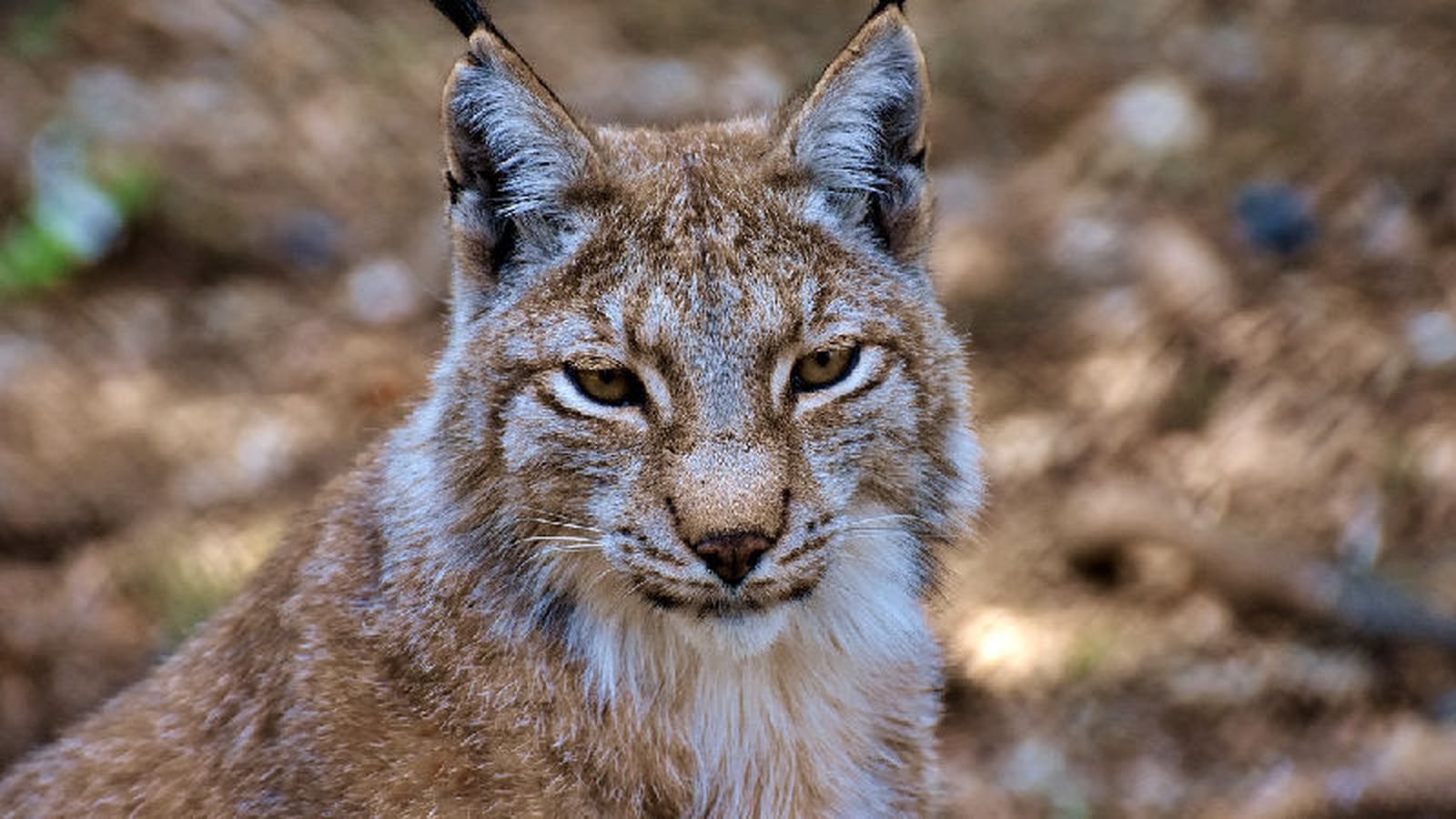 lince