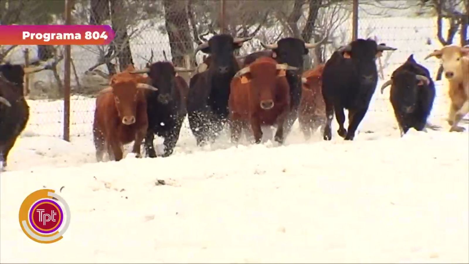 El esfuerzo de los ganaderos en Castillo de la Reina asegura el sustento del toro bajo la nieve