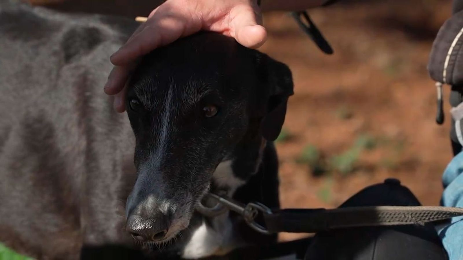 Erika, una galga que busca un hogar donde compartir su amor