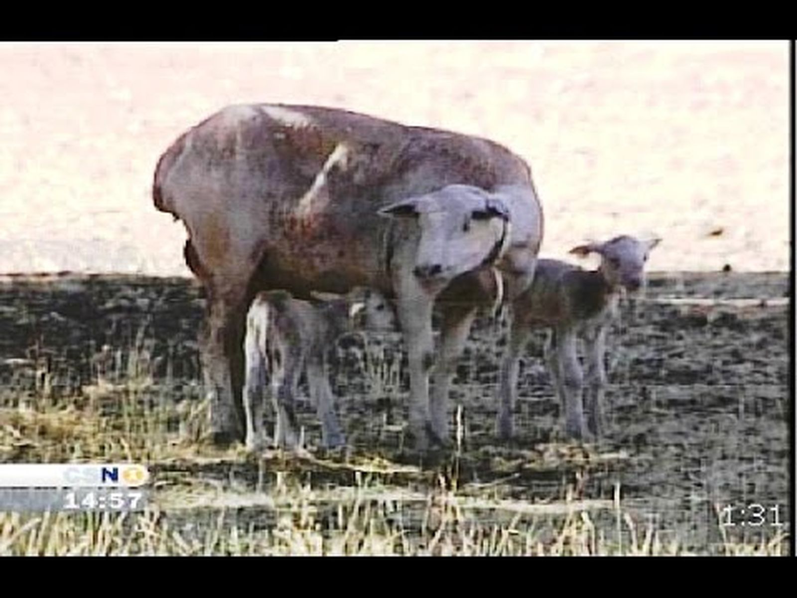 El cordero de las Sierras de Segura y la Sagra con denominación de origen (2008)