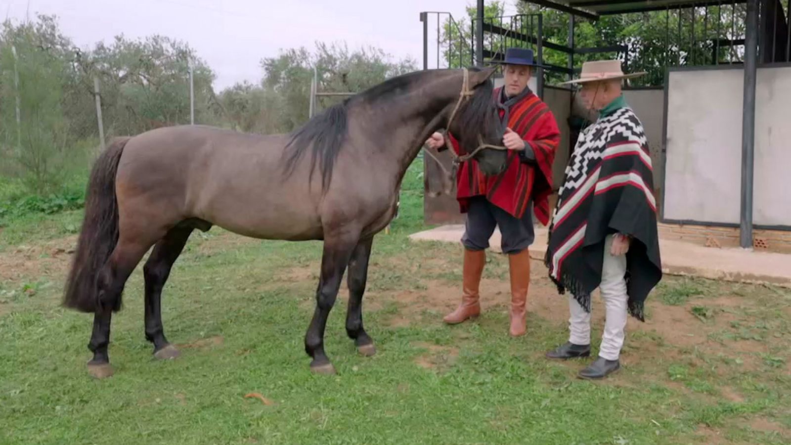 La pureza y versatilidad del caballo criollo