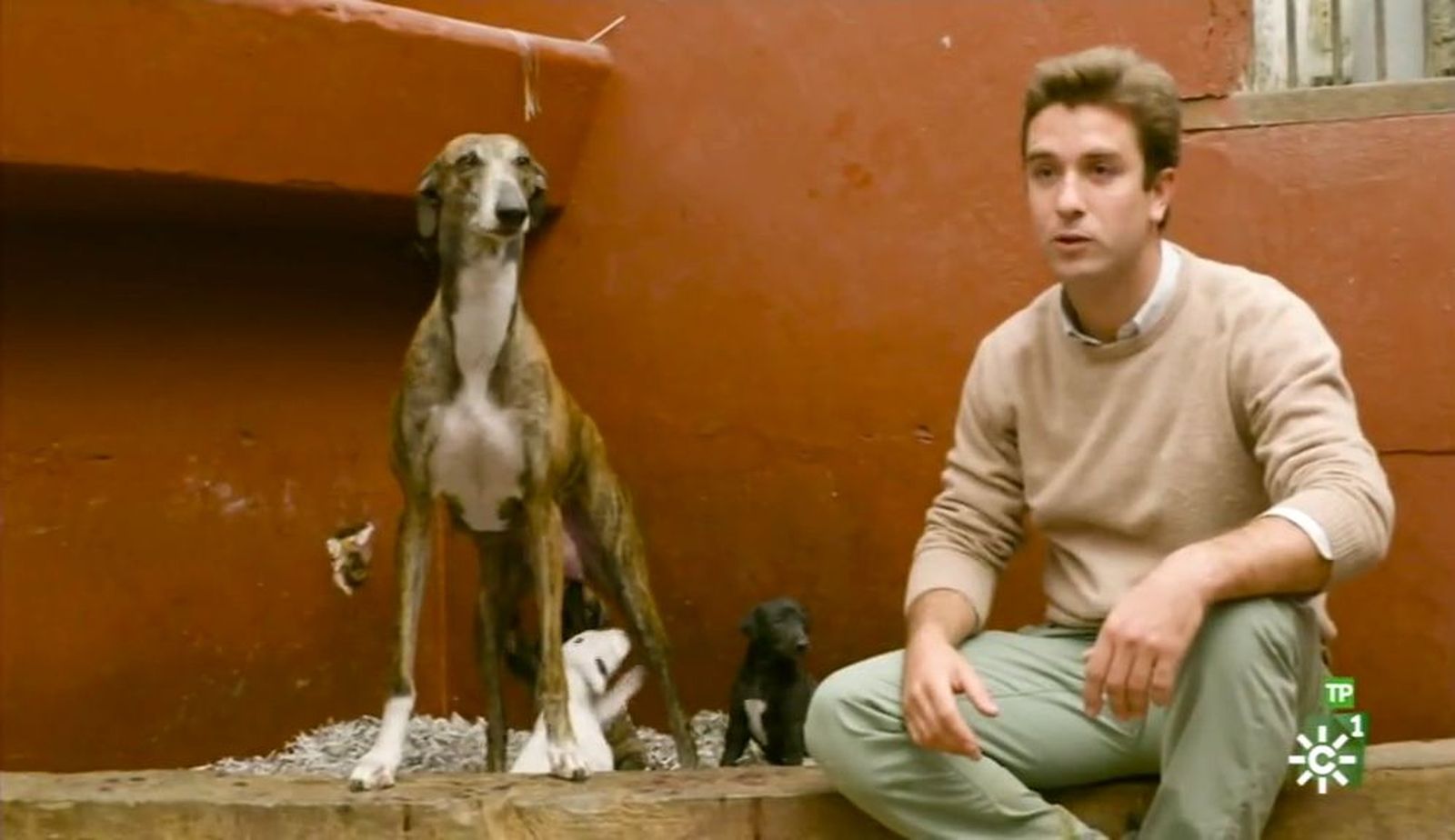Los galgos de Diego alcanzan los 60 kilómetros por hora