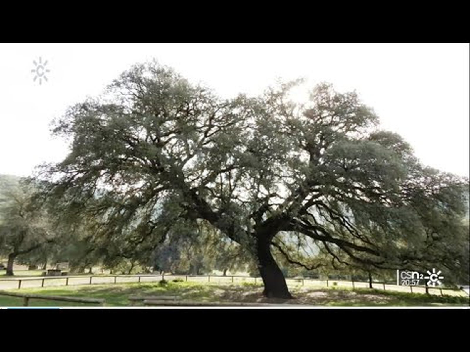 El Chaparro de la Vega de Coripe, el árbol más bonito de España