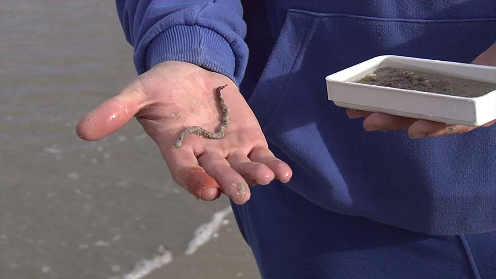 Ventajas de la gusana autóctona como cebo de pesca para 'surfcasting'