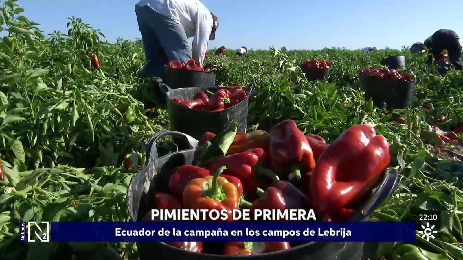 Campaña del pimiento en Lebrija