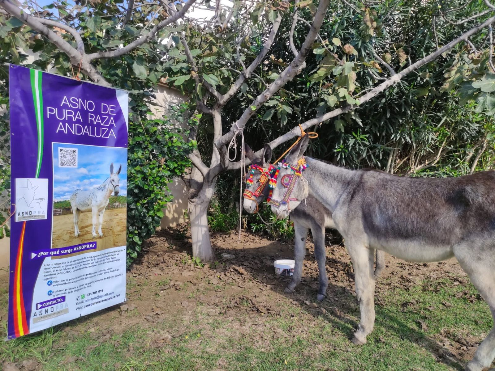 "Tierra y Mar", burro andaluz
