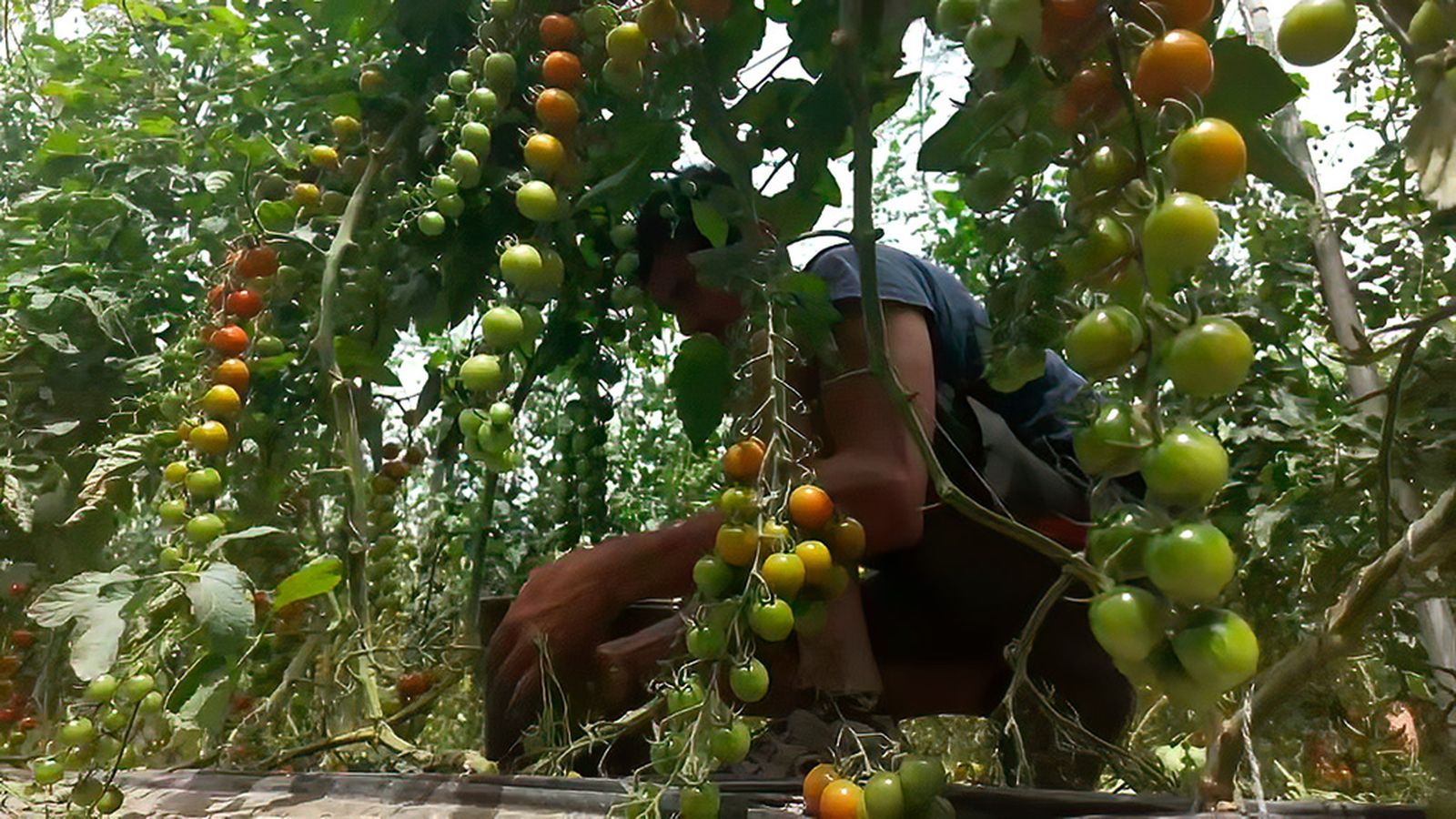 Tomates y pimientos de Albuñol: sabrosos bocados