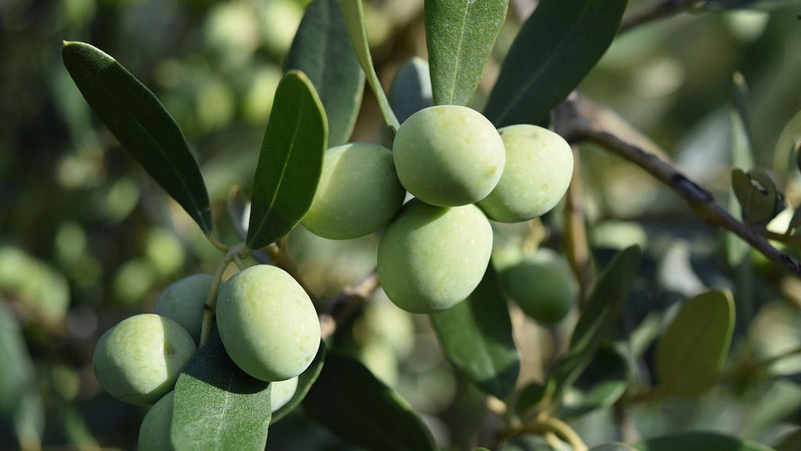 Imagen Aceituna 3 1024