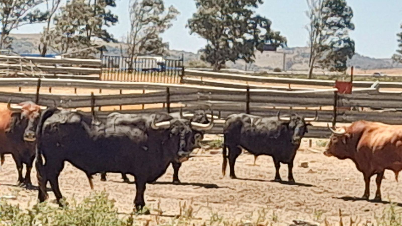 Toros para todos 10/07/22