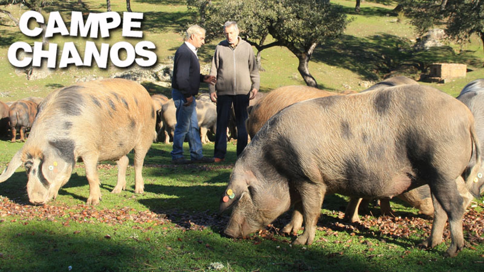 Campechanos 800x450 cerdos