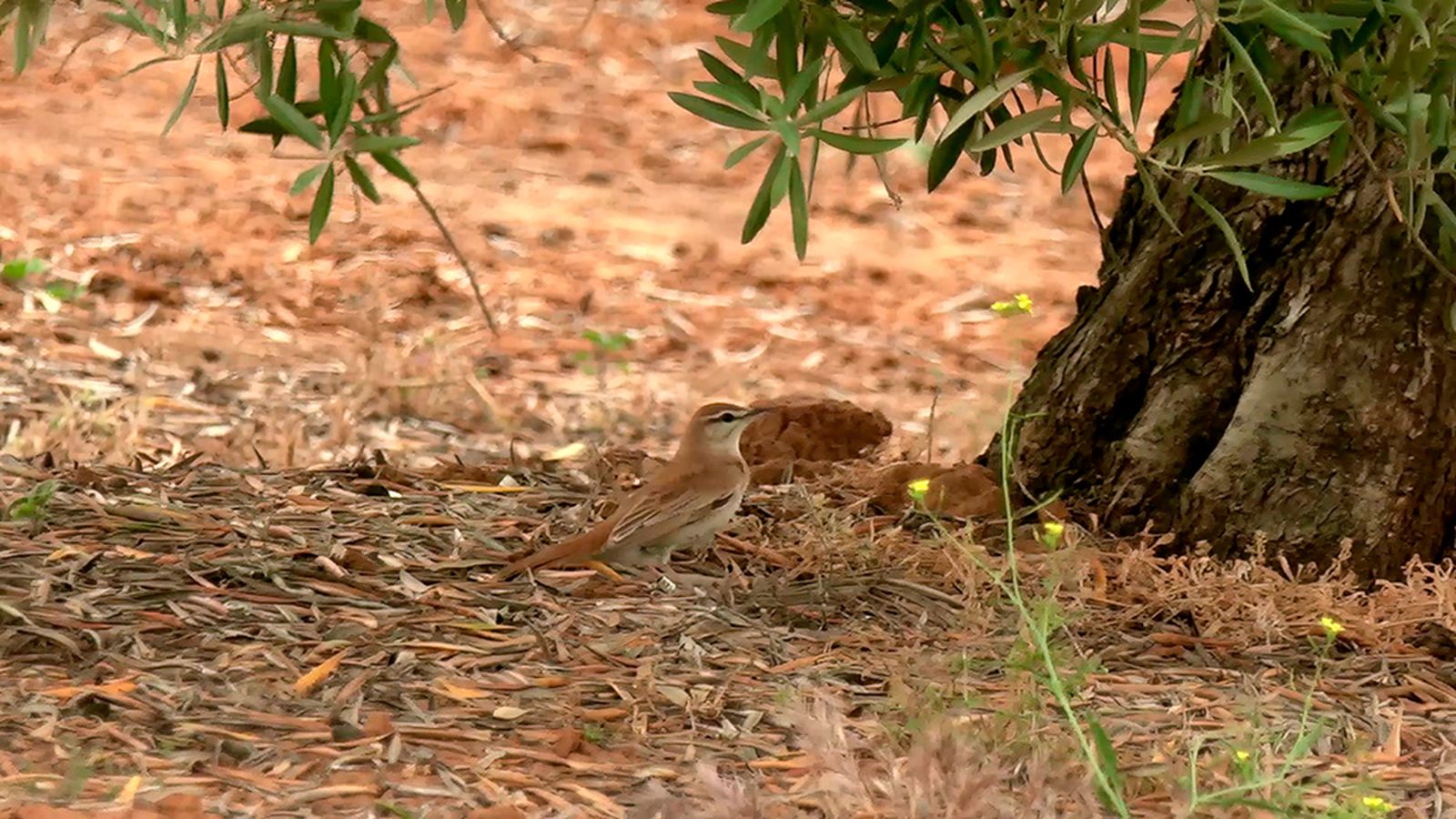 Pájaros y uvas en tierras de Montilla