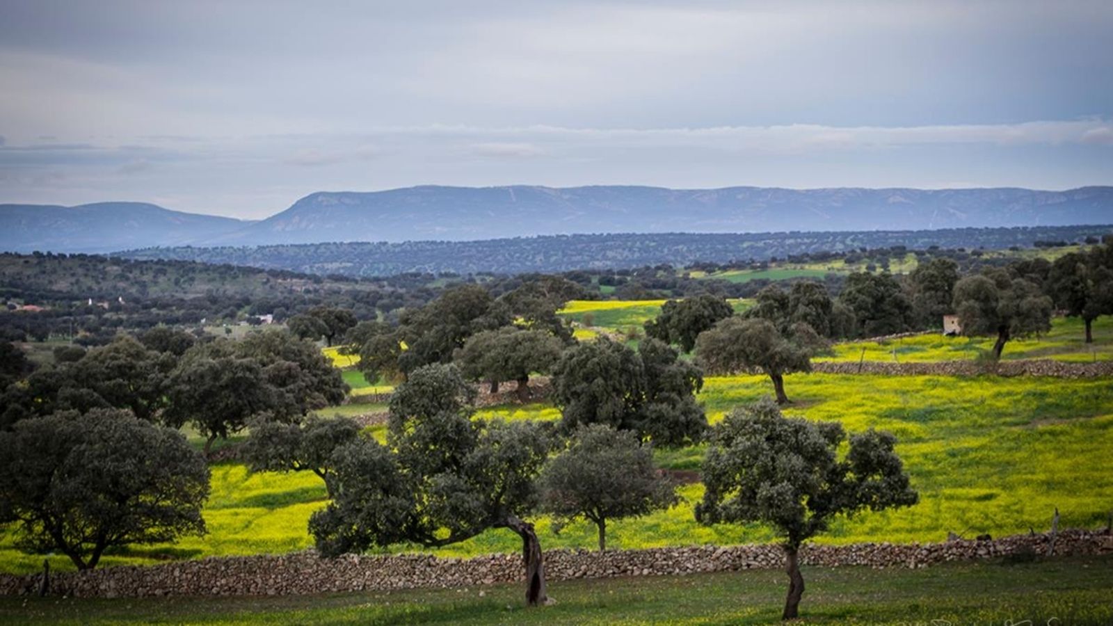 espacio protegido dehesa