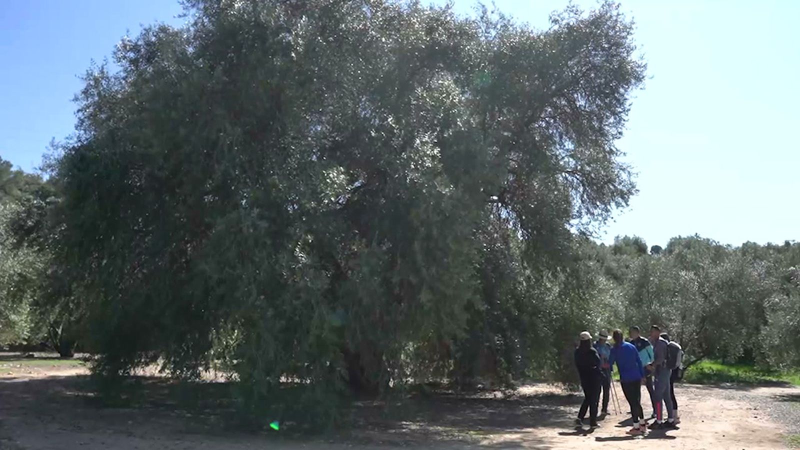 El olivo más grande del mundo es una buena excusa para disfrutar de la naturaleza en Jaén