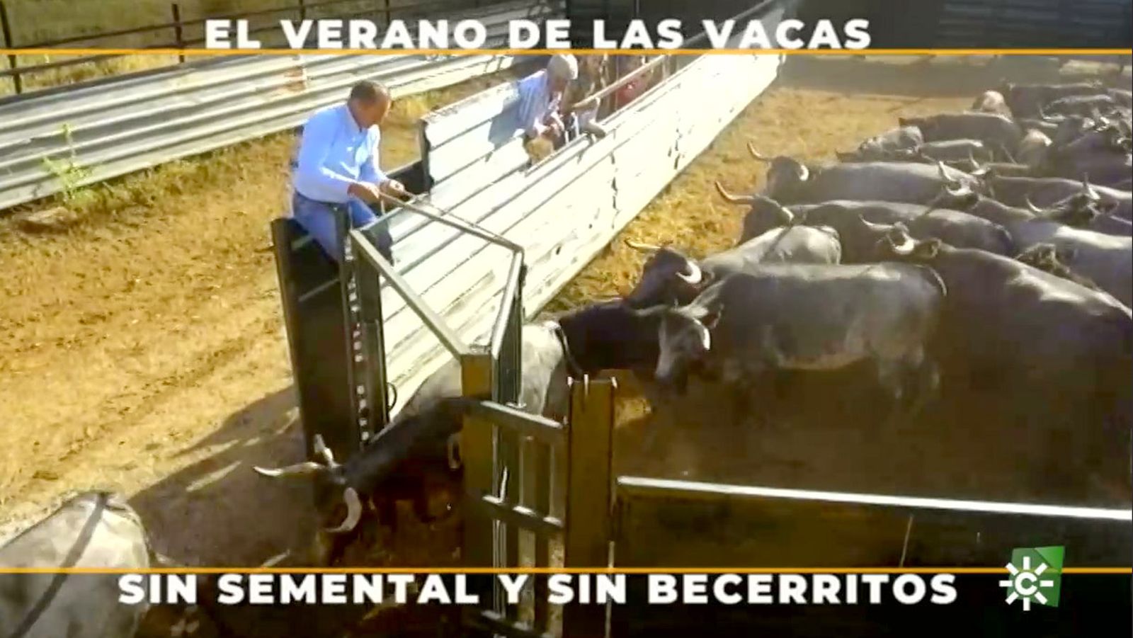 Cómo se apartan los becerros y el semental para que las vacas descansen en verano